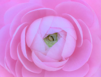 Edited 5-13-25; Topaz sharpen and denoise. Last edit LR  PRINT