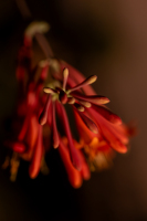 ZelleKaren-2026-08-CoralHoneysuckle