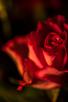 ZelleKaren-2026-08-Rose
