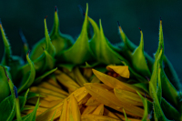 ZelleKaren-2026-08-SunflowerDark