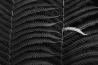 Shaw Nature Reserve 6962, 06/12/2023