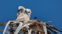 spenerrichard2024greathornedowlchicks