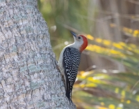 spenerrichard2024redbelliedwoodpecker