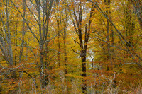 AddelsonBarb-2025-PV-SNR-1