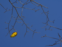 A single yellow leaf with brown edges hangs on to its otherwise bare tree branch against the backdrop of a cloudless, deep blue sky.