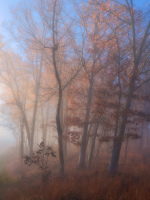 Location: Jefferson County, MIssouri, USADate/Time Captured: 11/15/2024 @ 08:02