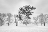 He had bent to the will of others for so long he no longer knew how to stand up for himself.