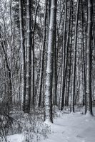 ZelleKaren-2025-PV-buschsnowypines-scaled