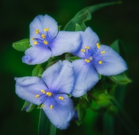 rjWilner-202407-Spiderwort-0001