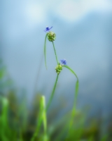 rjWilner-202407-Spiderwort-0004