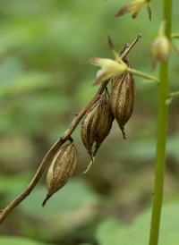 PhillipsNancy-2024-11-Adam-and-Eve-Orchid-5-0589