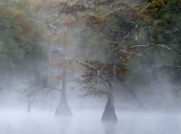 Mingo Wilderness, Missouri