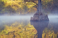 Mingo Wilderness, Missouri