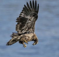 Copyright: Scott Evers
Immature Bald Eagle making a mid-air adjustment with the small fish in his talons.