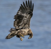 Copyright: Scott Evers
Immature Bald Eagle making a mid-air adjustment with the small fish in his talons.