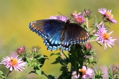 Christy Lonero - Butterfly