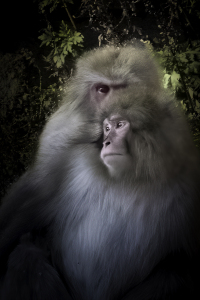 AhnerAllen2026MayJapanesemacaque