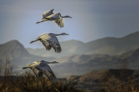 AhnerAllen2026MaySandhillCranes