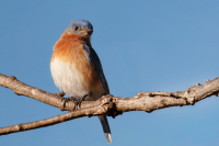 McAmishMark-2026-04-Bluebird