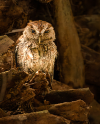 McAmishMark-2026-04-Screech-owl