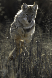 AhnerAllen2026MayCoyote AhnerAllen2026MayCoyote