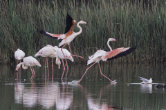 AhnerAllen2026MayFlamingos AhnerAllen2026MayFlamingos