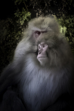 AhnerAllen2026MayJapanesemacaque AhnerAllen2026MayJapanesemacaque