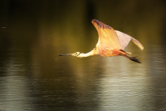 AhnerAllen2026MayRoseateSpoonbill AhnerAllen2026MayRoseateSpoonbill