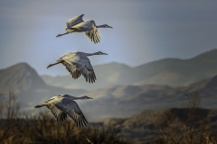 AhnerAllen2026MaySandhillCranes AhnerAllen2026MaySandhillCranes