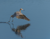 McAmishMark-2026-04-Reddish-Egret