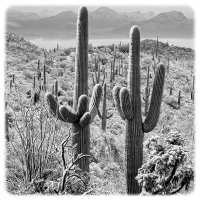 KauffeldDeborah-2025-07-Tucson-0001
