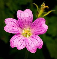 McAmishMark-2025-07-Pink-Bloom