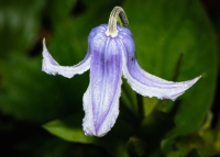 McAmishMark-2025-07-Purple
