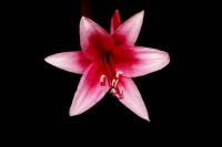 McAmishMark-2025-07-Red-Star