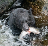 spenerrichard2023-9-Black-Bear-fishing