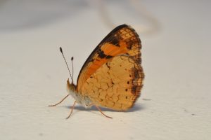 Missouri Butterfly